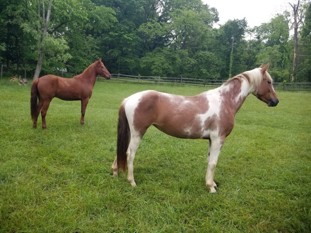 Mustangs reduced